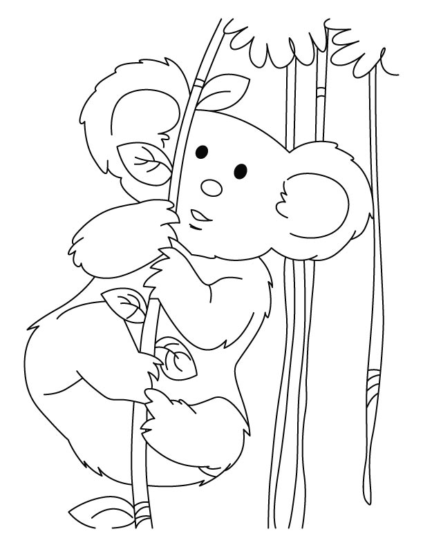 Download Free Printable Koala Coloring Pages For Kids