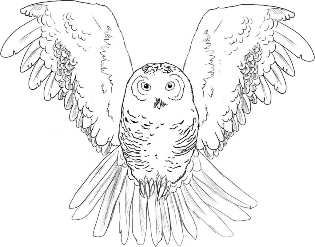 Printable Owl Coloring Pages