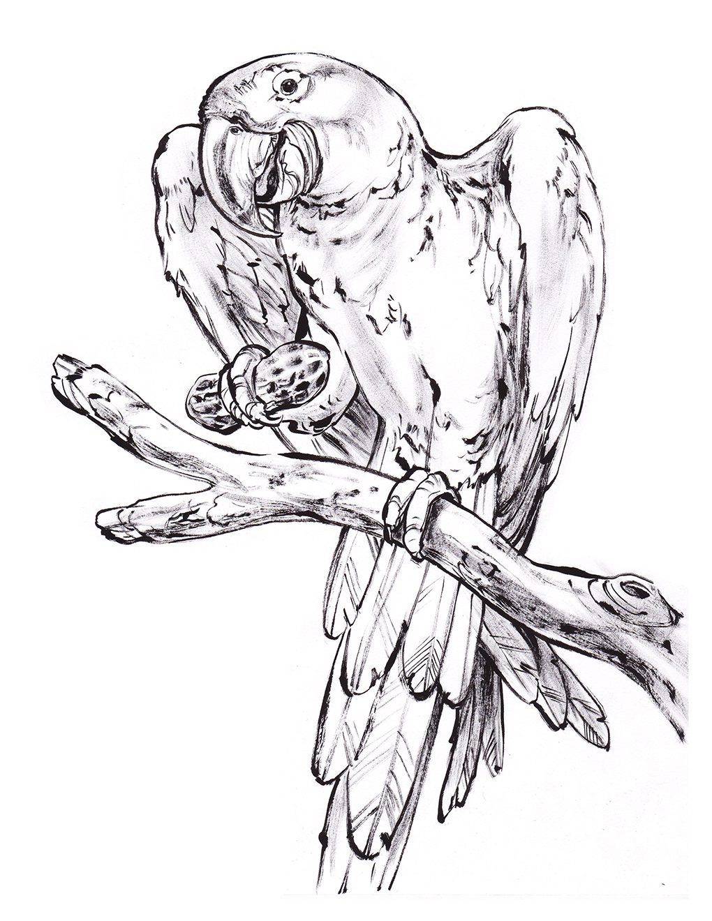 Parrot Printable