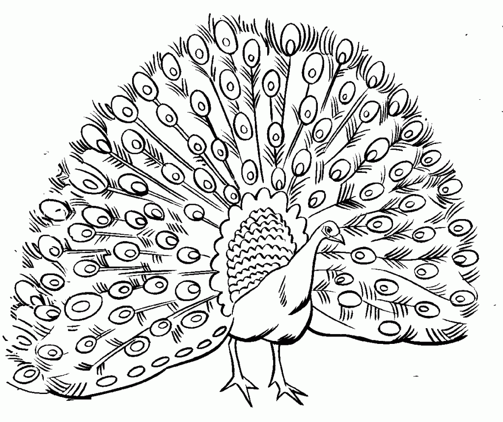 Printable Peacock Coloring Pages