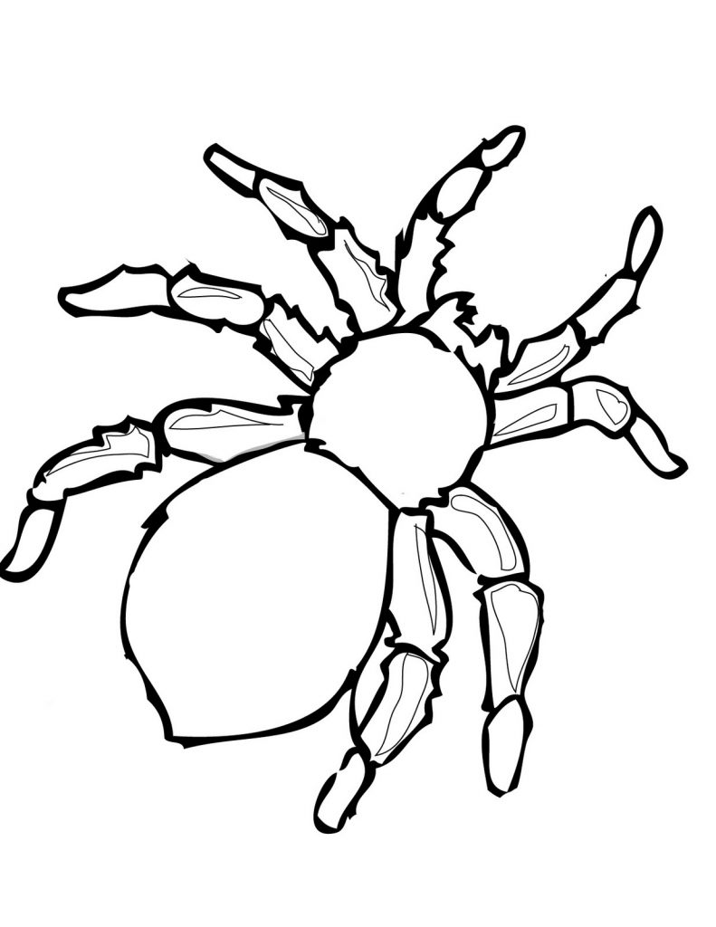 Printable Spider Coloring Pages