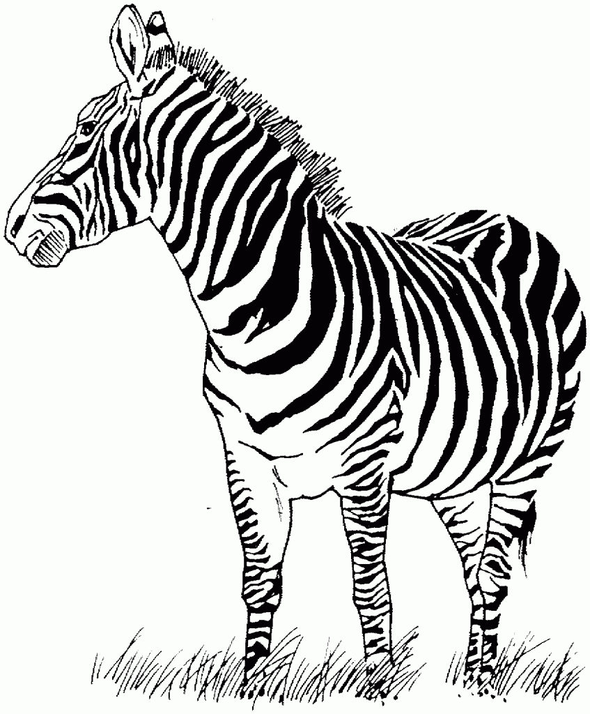 zebra coloring printable