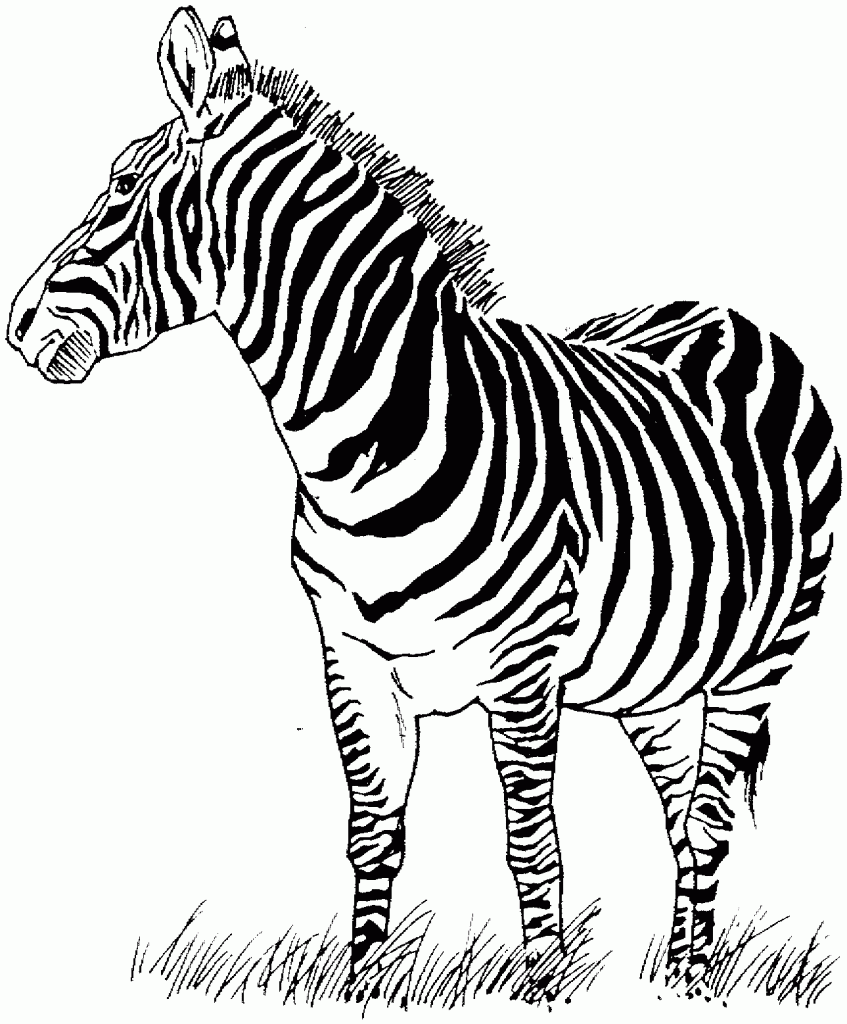 Printable Zebra Coloring Pages