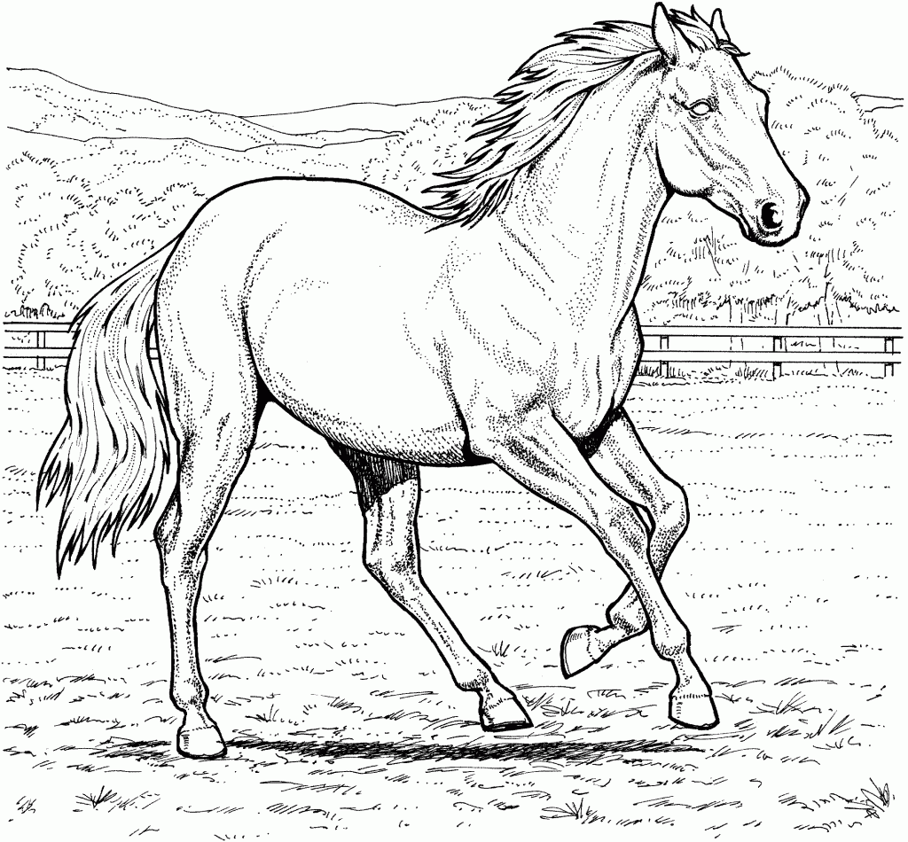 Real Horse Coloring Pages