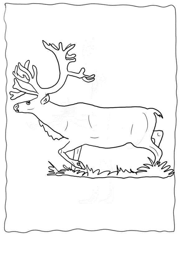 Reindeer Coloring Pages Images