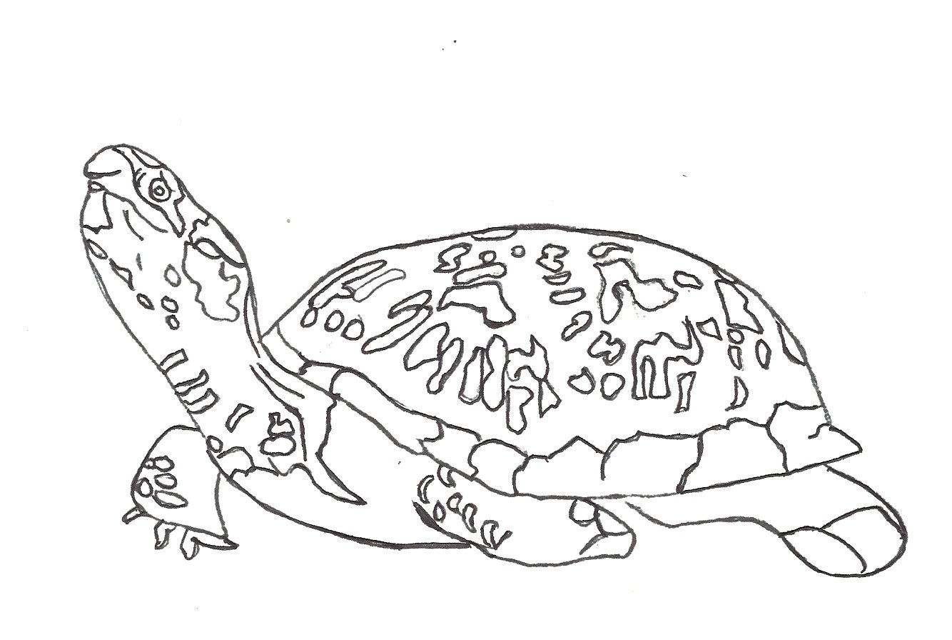 8700 Top Www.coloring-pages-kids.com Turtle Factors For Free