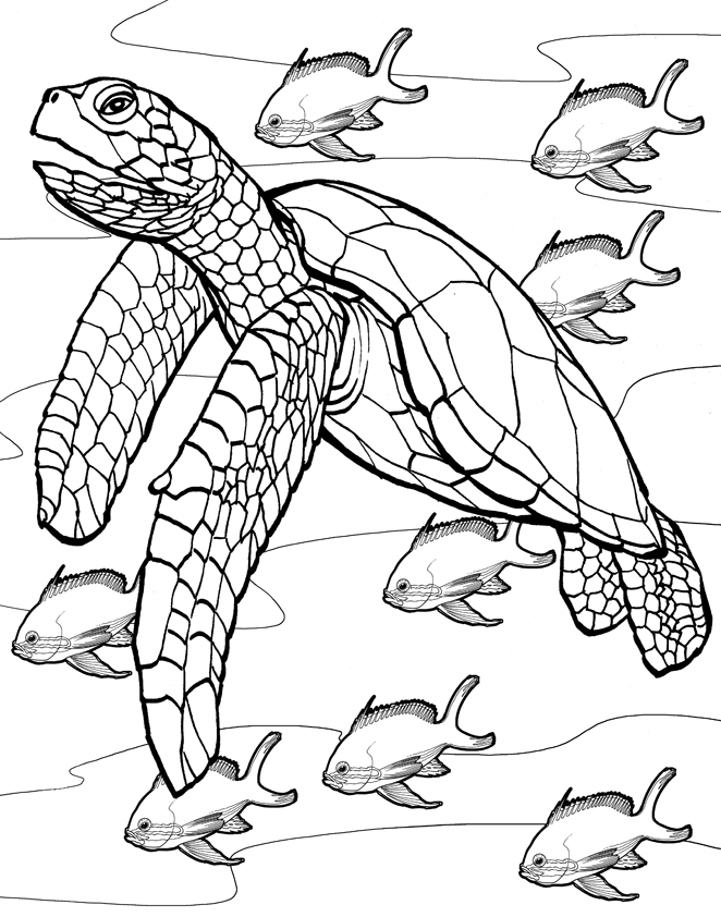 Sea Turtles Coloring Pages Printable