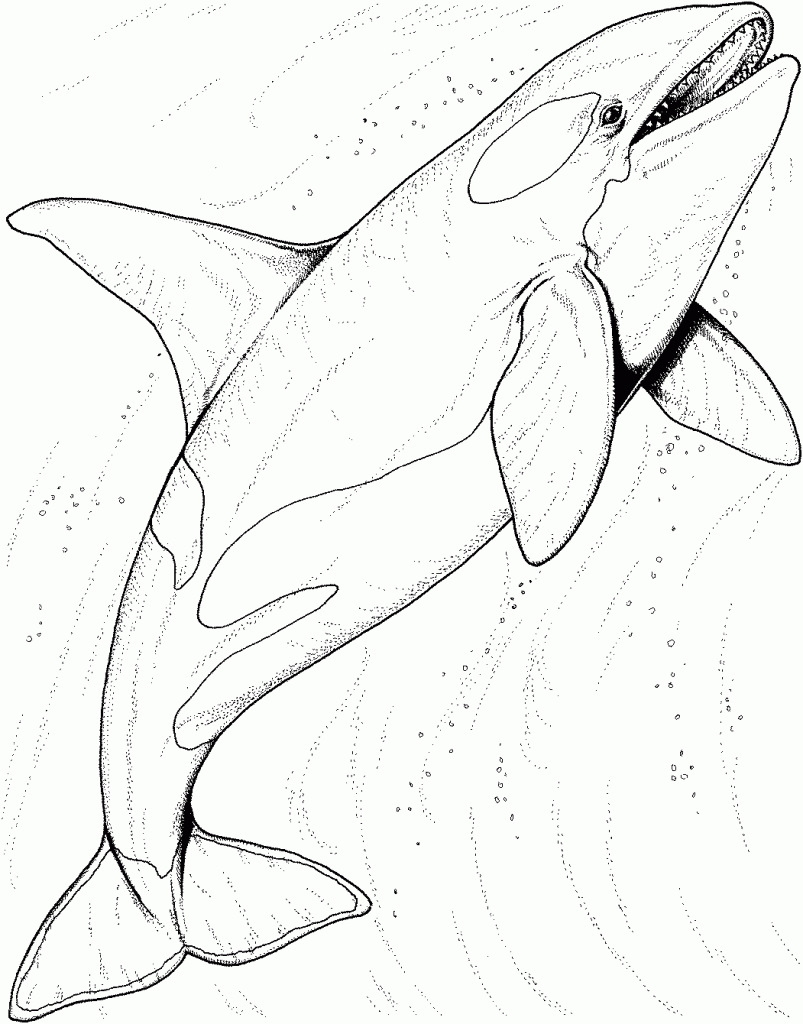 Shark Coloring Pages To Print