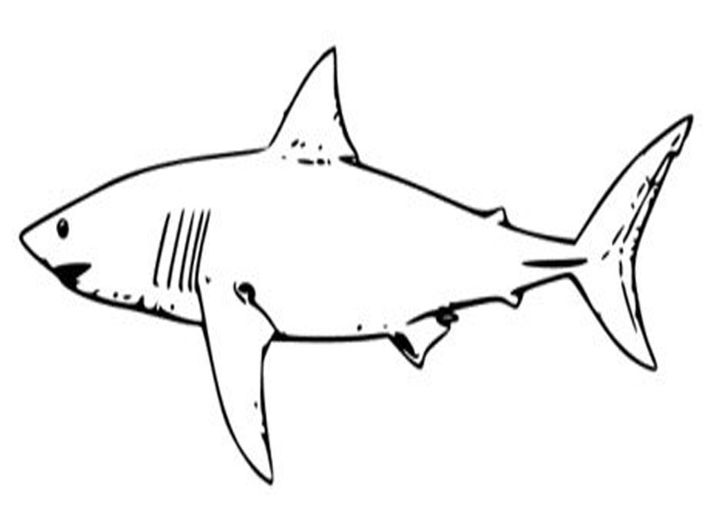 Download Free Printable Shark Coloring Pages For Kids