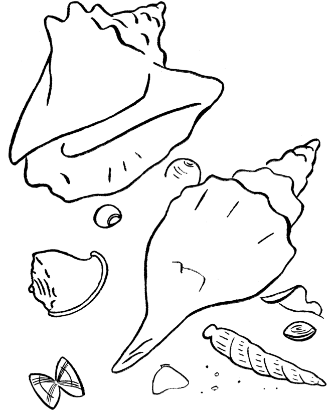 Shells on the Beach Coloring Page