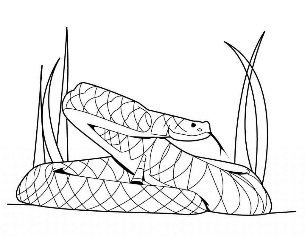 Snake Coloring Page