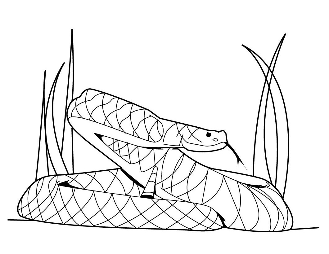 Snake Coloring Pages Realistic Shark Coloring Pages Health Fitness