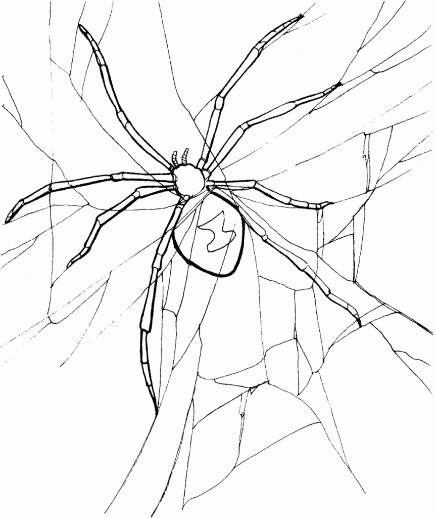 Spider Coloring Pages For Free