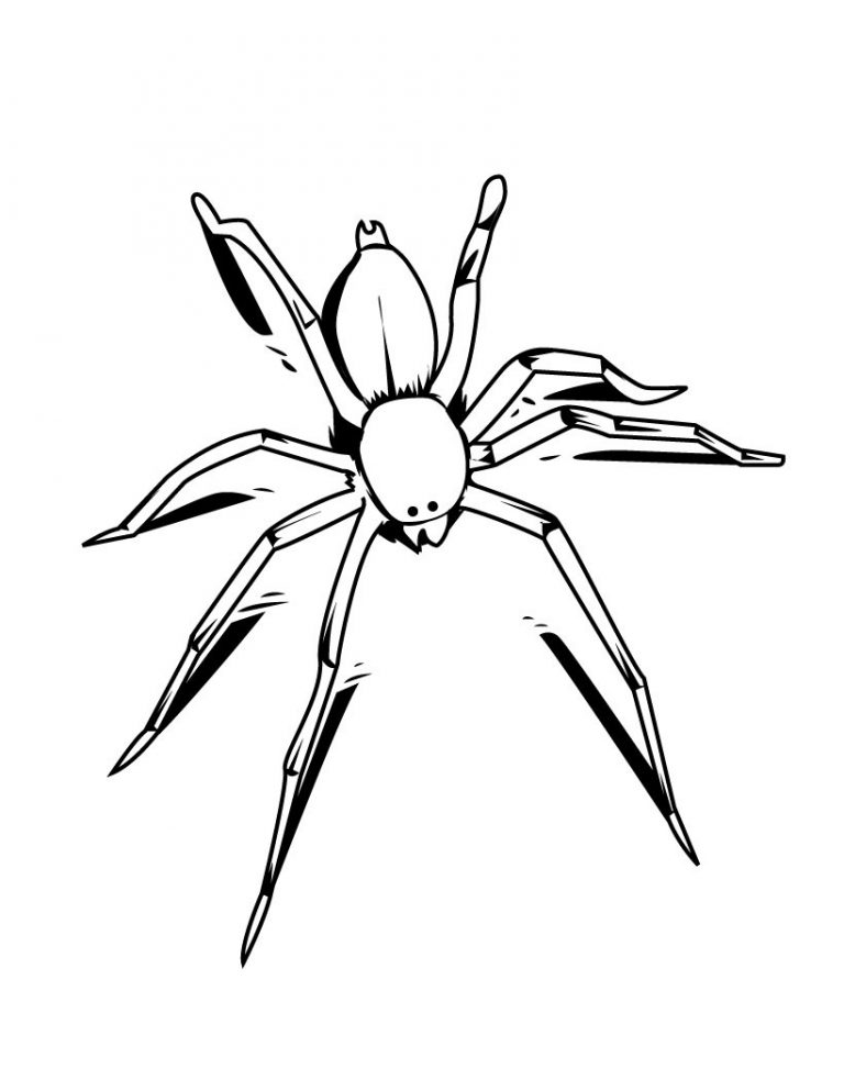 Free Printable Spider Coloring Pages For Kids