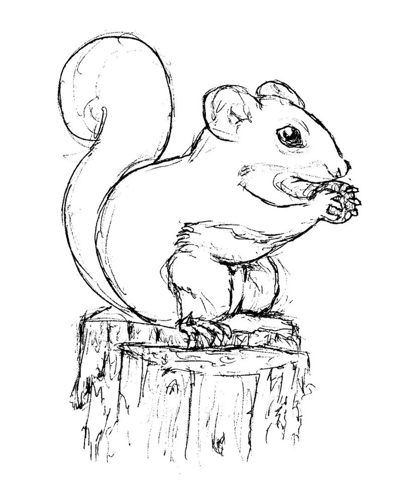 free-printable-squirrel-coloring-pages-for-kids