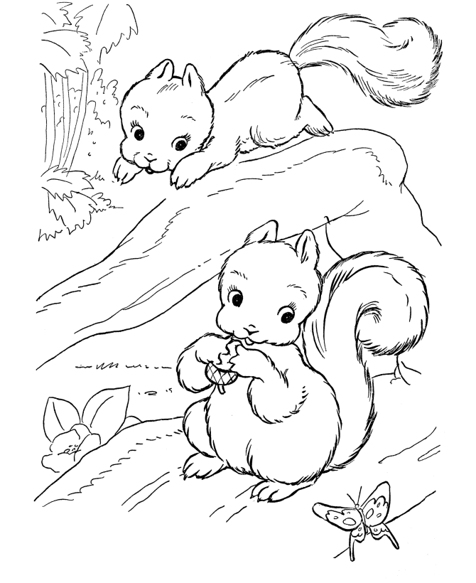 Free Printable Squirrel Coloring Pages For Kids