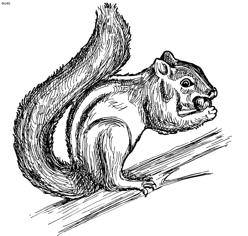 Squirrel Coloring Pages Images