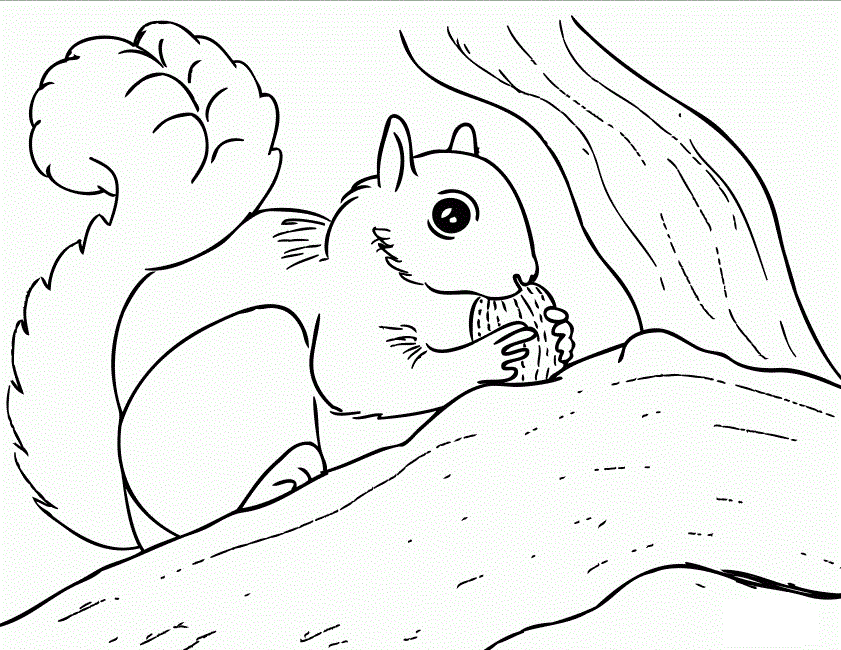 Squirrel Coloring Pages Kids