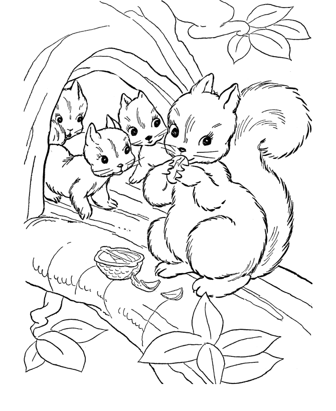Squirrel Coloring Pages Pictures