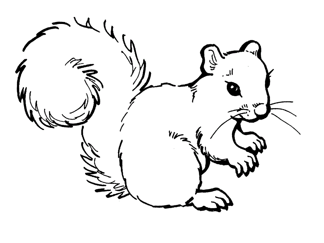 free-printable-squirrel-coloring-pages-for-kids