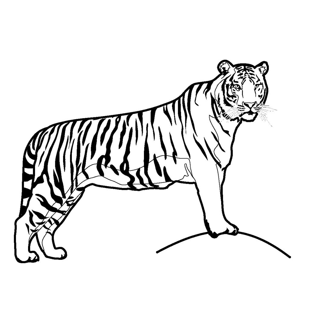 Tiger Coloring Pages