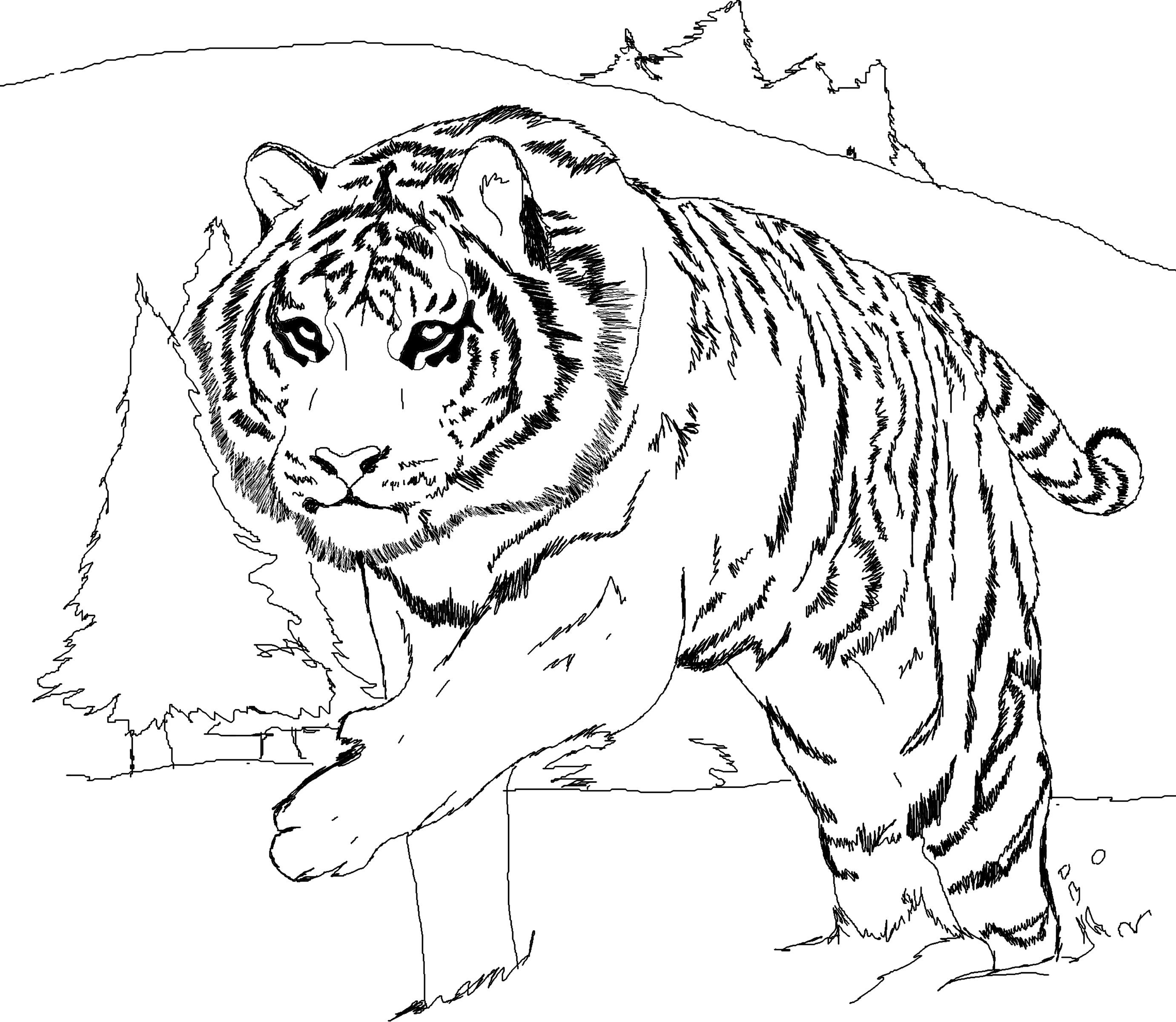 free tiger coloring page coloring home - realistic tiger coloring pages ...