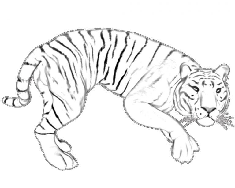 Free Printable Tiger Coloring Pages For Kids