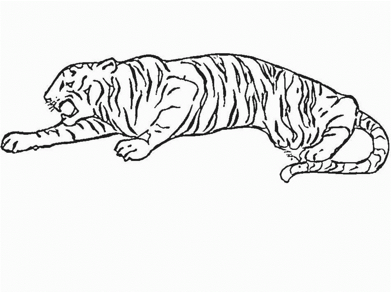 Free Printable Tiger Coloring Pages For Kids