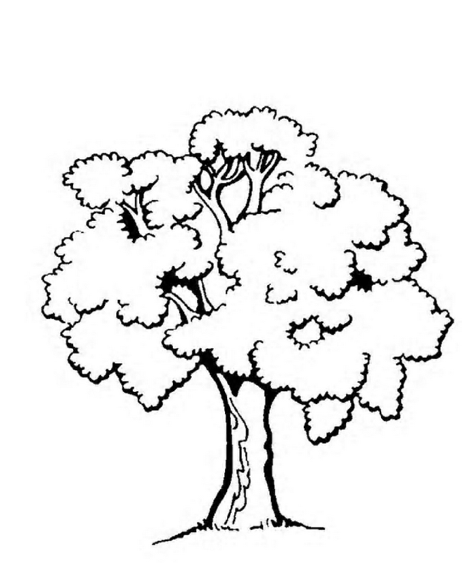 Tree Coloring Page