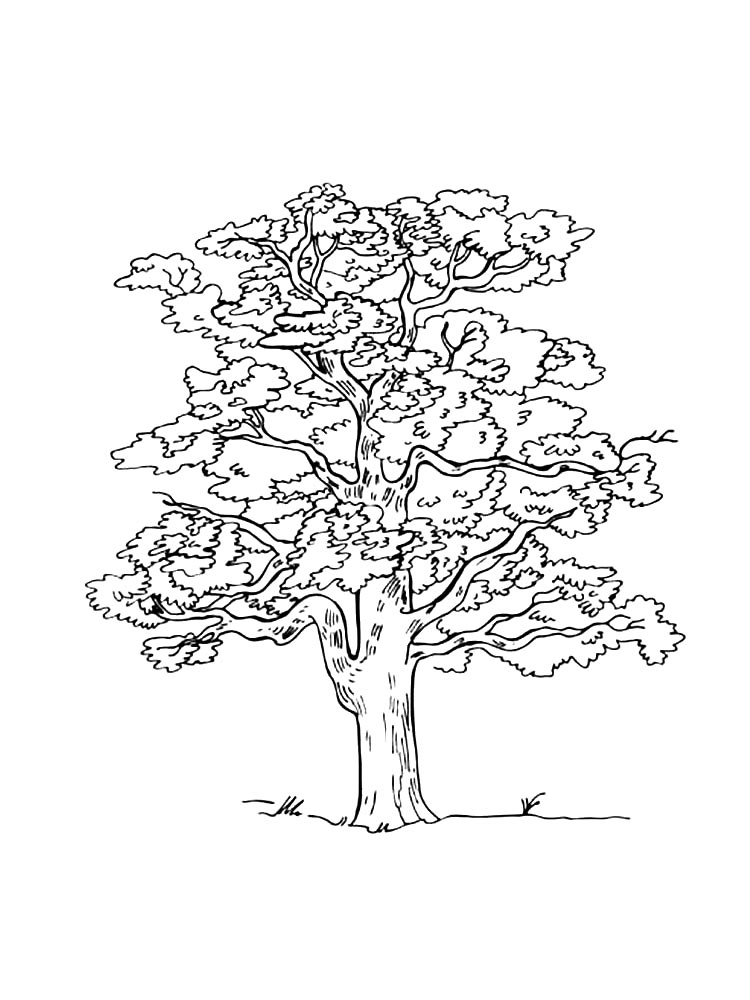 Tree Coloring Pages