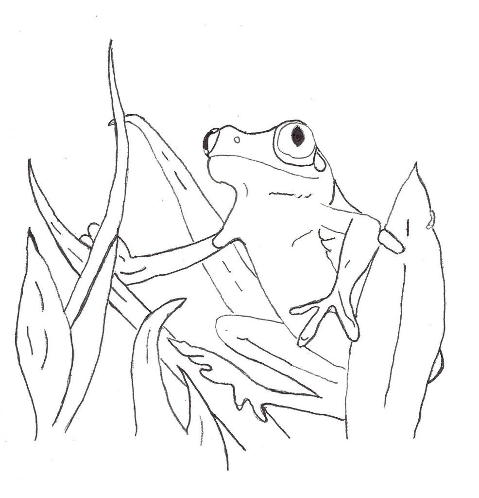 Tree Frog Coloring Page