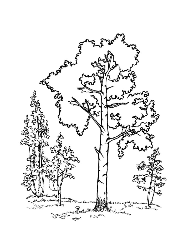 Trees Coloring Page