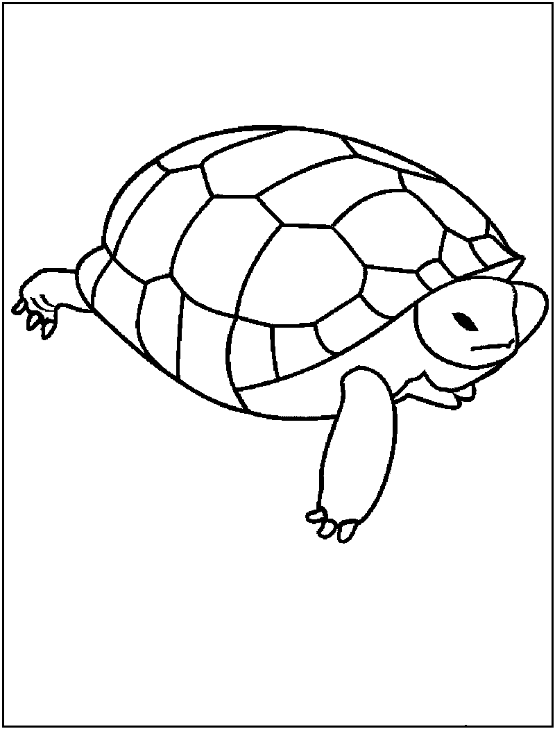 Turtle Coloring Page