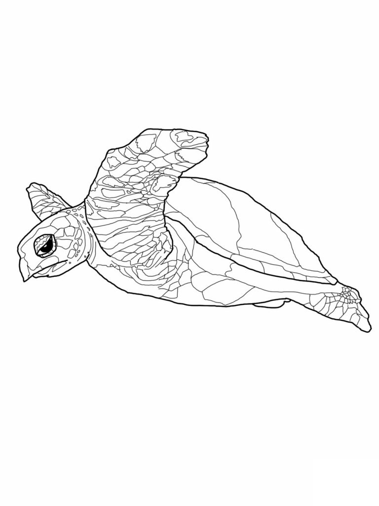 Turtle Coloring Pages Pictures