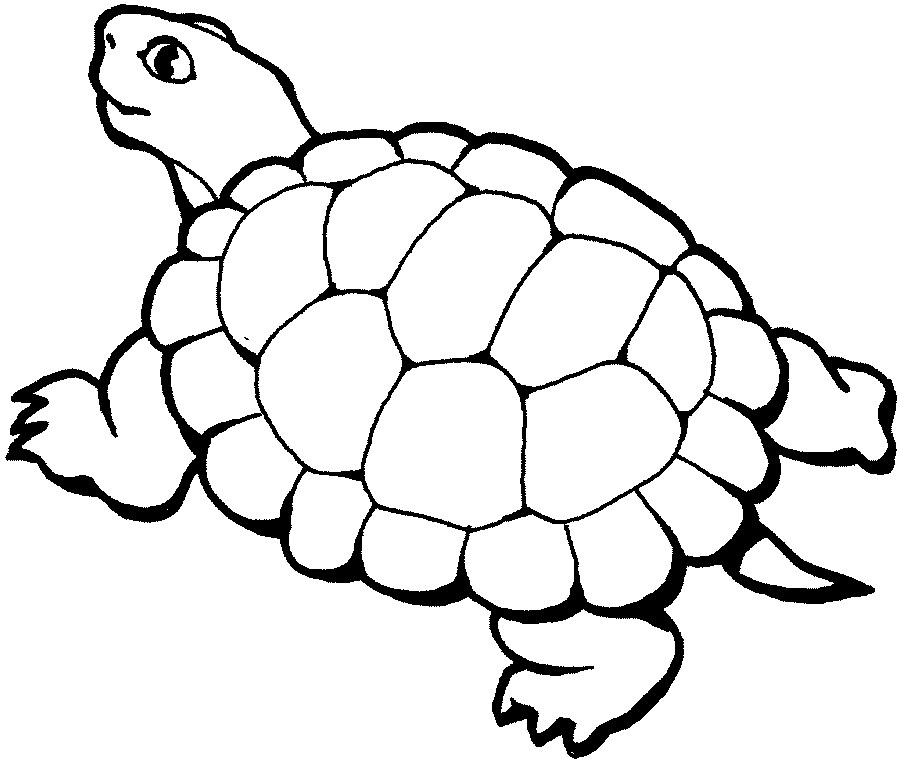 Coloring Pages Turtle 7