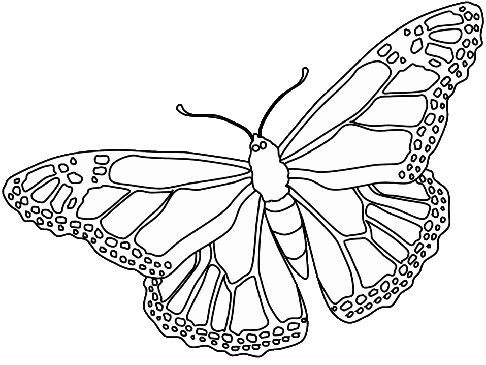 Viceroy Butterfly Coloring Page