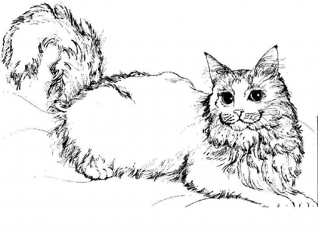 Download Free Printable Cat Coloring Pages For Kids