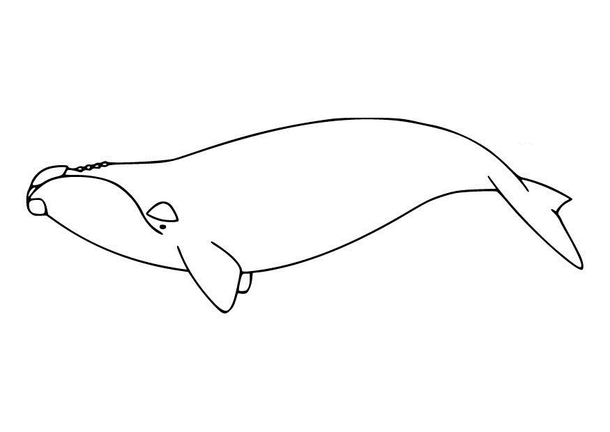 Whale Coloring Pages Photos