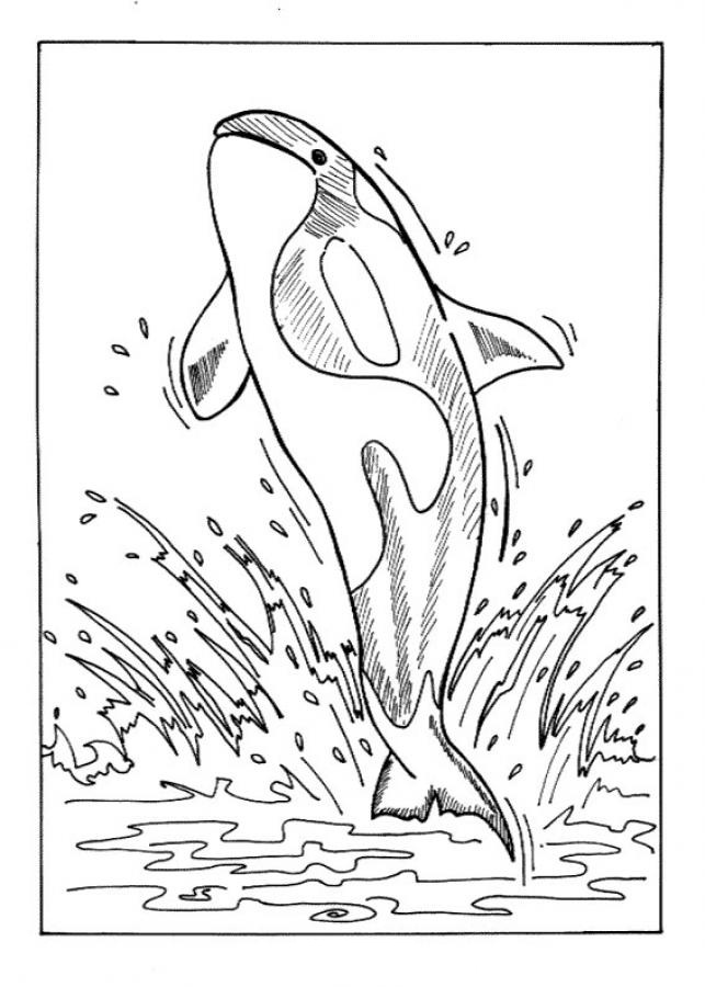 Coloring Pages Of Whales 10