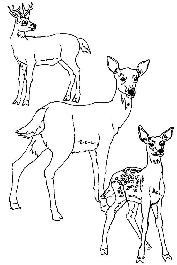 White Tailed Deer Coloring Page