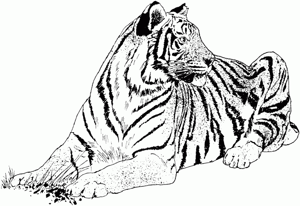 White Tiger Coloring Pages