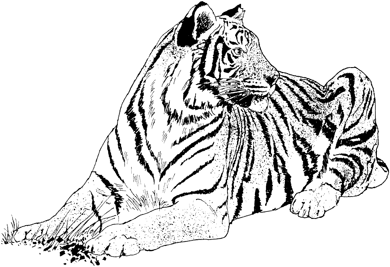 Bengal Tiger Printout