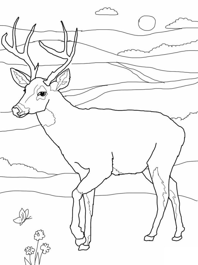 Whitetail Deer Coloring Pages