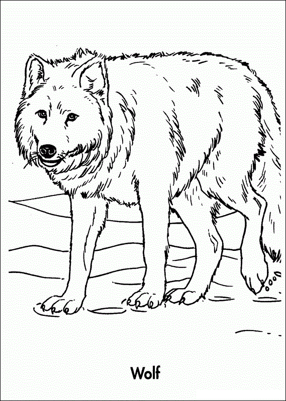 Free Printable Wolf Coloring Pages For Kids