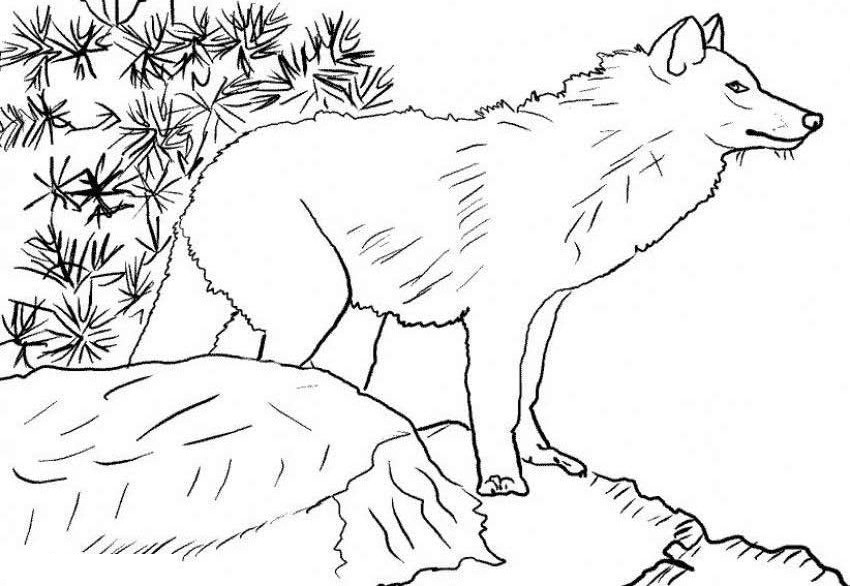 free printable wolf coloring pages for kids