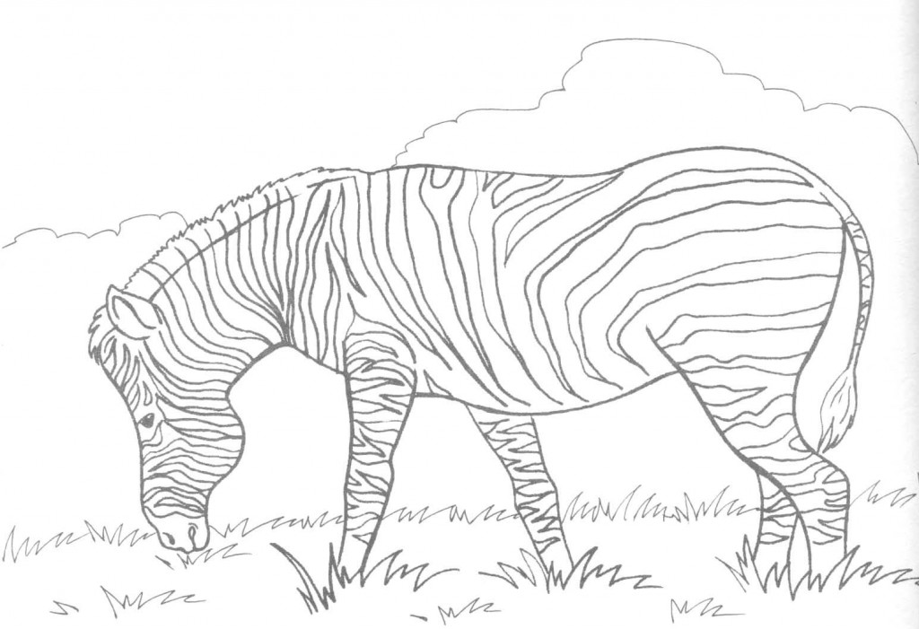 Zebra Coloring Page Images