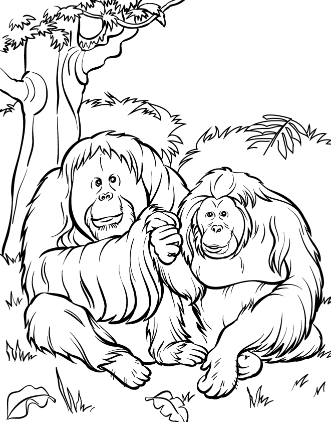 Coloriage animaux du zoo