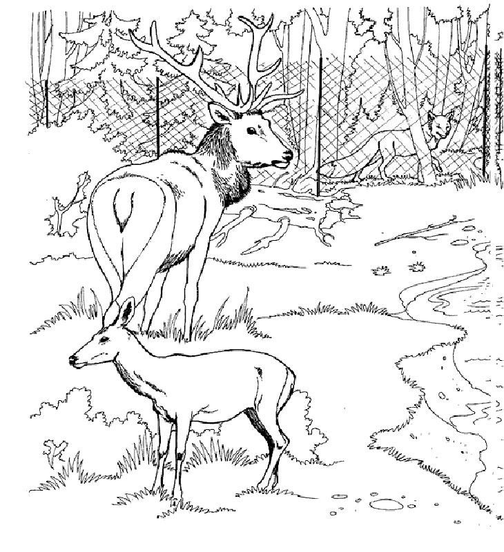 Coloriage zoo pour enfants à imprimer