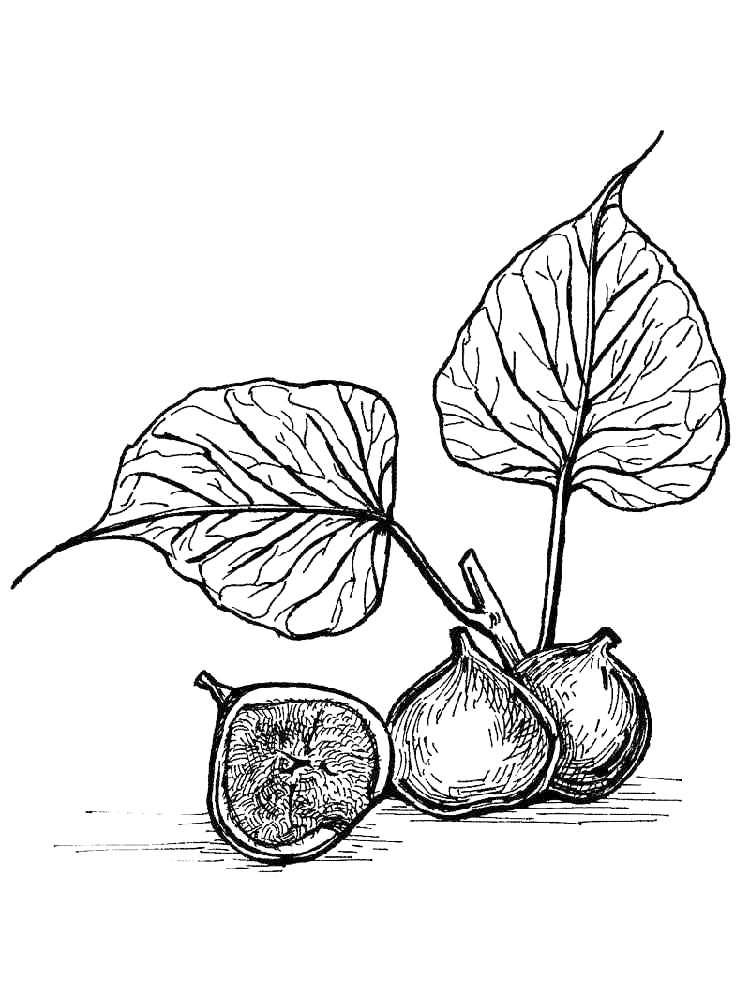 Figs Fruit Coloring Pages