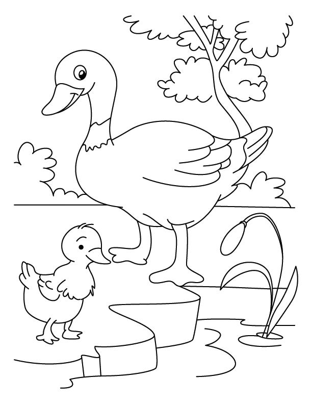 Mom And Baby Duck Coloring Page